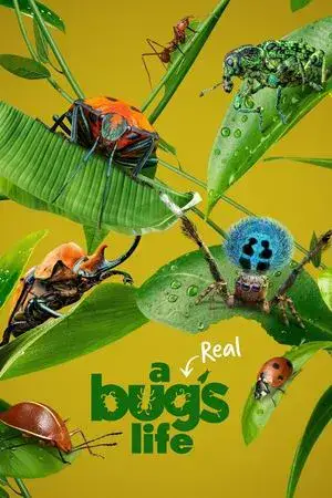 A Real Bug's Life الموسم 1